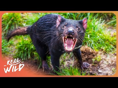 Inside The Unique Wildlife of Australia's National Parks