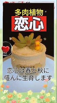 #乙女心 #恋心 #多肉植物