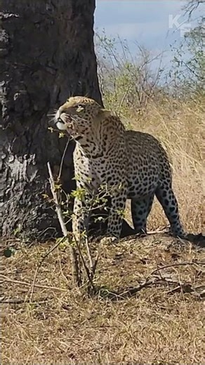 Hyena Gets Too Close to a Leopard’s Cache