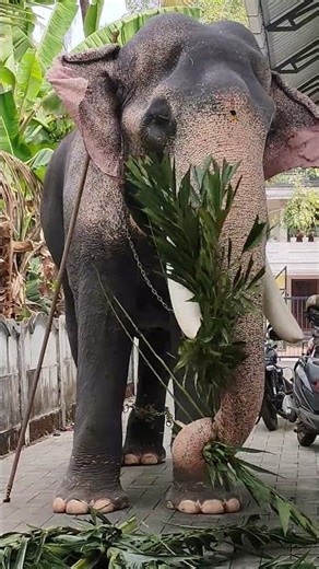 തിരുവമ്പാടി ചന്ദ്രശേഖരൻ#elephant #pooram