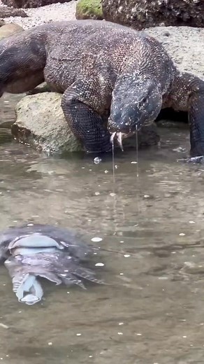 3.2K views · 20 reactions | Komodo dragons prey on large cuttlefish squid [cumi sotong]_ #kodomo #animal | Brian D. Morales | Facebook