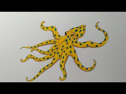 How to Draw a Blue-Ringed Octopus