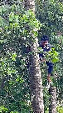 Watch This Incredible Coconut Harvesting Technique 🌴😱 Skilled Tree Climber #foryouシviral #shorts