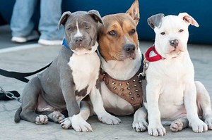 Found Animals Foundation Releases New Zip Code Look Up Tool to Help Pet Owners Find Low-Cost and Free Spay and Neuter Locations Throughout Los Angeles County