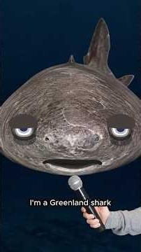 Interviewing a Greenland Shark...