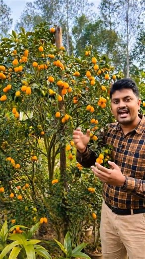 Amazing Orange Fruit Tree Farming | Full Guide 🌿🍊How to Grow a Fruit Tree Full #viral #viral
