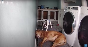 Watch a bored French bulldog try (and fail) to wake up his buddy with obnoxious barking