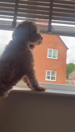 🐶 #cockapoo #cockapoosoftiktoks #dog #howl #fyp #puppy #cute #pup #vira #dogsoftiktok #doglovers #dogs #funny