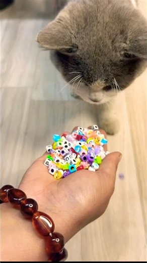 This Reverse Refuses to Let You Scroll 😱🔁#shorts #reverse #cat #viral #marblerun #funny