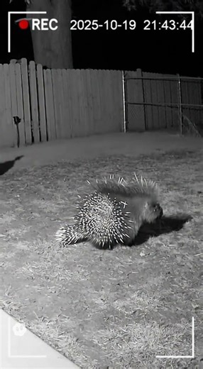 Dog vs Porcupine Showdown — You Won’t Believe the Ending