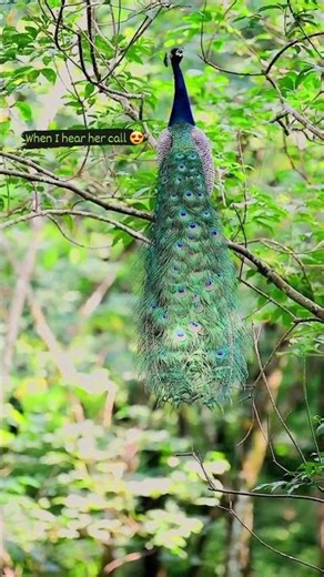 #Nikon #d500 #Nikkor f 2.8FL EDVR#earthcapture#nikonasia#birdphotographersofindia#n