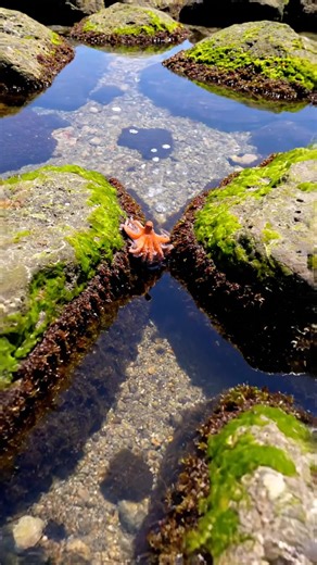 “A Close Look at the Intelligent Octopus” | HeR0e's