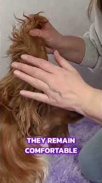 How to Clean Cavalier King Charles Spaniel Ears Safely & Gently 🐶 #Shorts