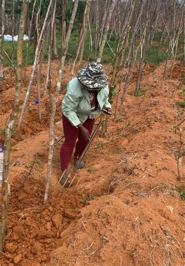 Jamaican Female Farmers: Empowering Women in Agriculture