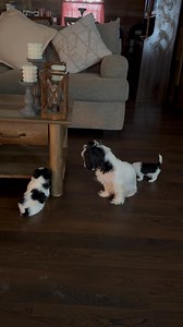 Can’t keep them puppy’s in there tote they keep climbing out they drank water and both used there puppy pad these are smart babies 🌸 | Tammy Miller