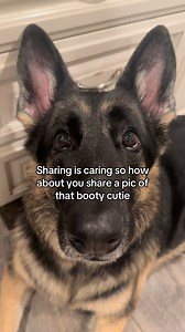Cute Dog Booty Pics - Funny Dog Butt Photos