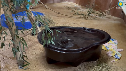 18K views · 560 reactions |  Get ready to go bananas—it’s Edgar...