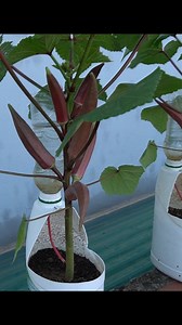 1.7M views · 38K reactions | Growing Okra Is Easy | Great DIY Idea | Facebook