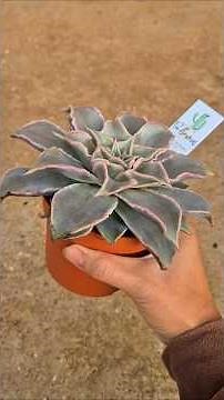 Changing the pot of succulents to a larger pot makes them grow faster.