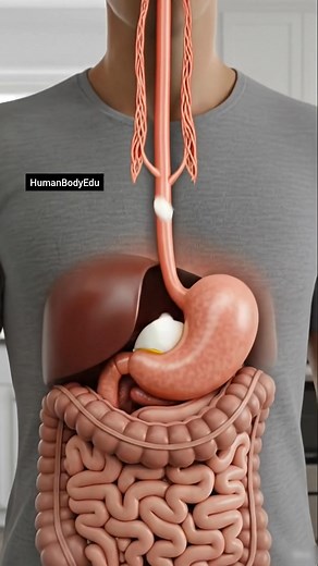 What happens when you eat an egg? Eggs turn into powerful proteins that fuel the body. #Egg #Protein #3DInsideBody #humanbodyedu #aiart #viralreel #anatomy | humanbodyedu