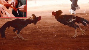 169K views · 593 reactions | Andhra Pradesh: Despite SC ban, cockfight with knives organized on Makar Sankranti | The Times of India | Facebook