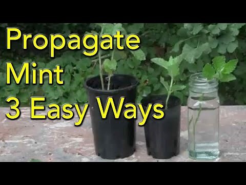 Propagate Mint 3 Easy Ways - Root Cuttings PLUS Water & Soil propagation all work for this herb.