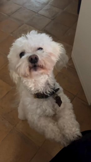 Please share please share please share!!!!!! Hello everyone, meet Ciro a sweet little toy poodle. Ciro is about 2years old. All he needs is a forever loving home ❤️🐶🥹 He's very playful and cuddly, My wife have been so worried about him because he doesn’t bond with puppies but he’s good with older dogs and cats. We currently had litters and we would have loved to keep him but we will rather find a home where he will be loved and have a playmate to play with. he was surrendered to us by his form