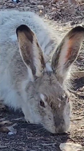 White Tailed JACKRABBIT around