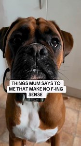 492K views · 6.9K reactions | Trunks the Boxer on Reels | Facebook