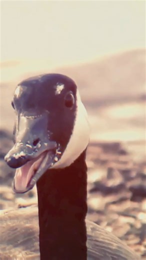 OnlyGeese on Instagram: "CANADA GEESE!"