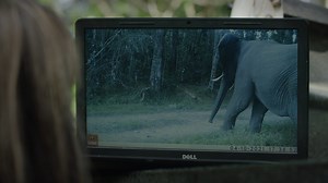 136K views · 2.5K reactions | The Last Knysna Elephant - In 1880,...