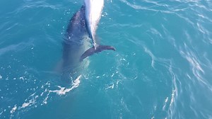 WATCH: rarely seen Dolphin behavior spotted off Israeli coast | The Jerusalem Post