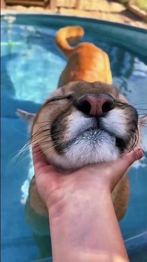 Puma Purring in Pool! ADORABLE