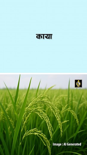 धान = काया | Bantawa Language | Kirawa | Kiràwà