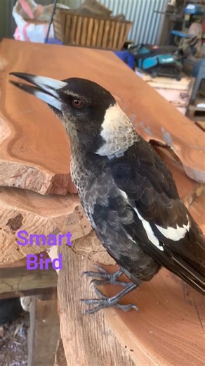 Why Australian Magpies are so Smart? #talent #birds #birdsounds