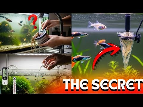 8 Tricks That Will Transform Your AQUARIUM Forever