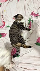 28K views · 296 reactions | Fighting 藍藍藍藍藍藍藍藍藍藍*#SadCat #CryingCat #MeowMeow #CatMood #RelatableCat #CatReel #PetFeels #CatVibes #CatLover #ViralCatReel #usareels #usavideo #LikeFollowShare #fypシ | animals fanny | Facebook