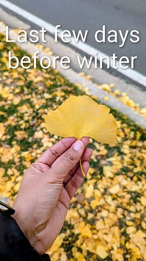 The ginkgo is a unique, ancient tree known for its fan-shaped leaves and resilience, often called a "living fossil". It is prized for its beautiful golden fall color which makes the coming weather more bearable | Sunayna Pal