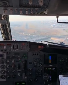 Bird Commits Suicide