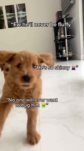 How my dog came to be the fluffiest in the world! #goldendoodle #fluffydog #puppy