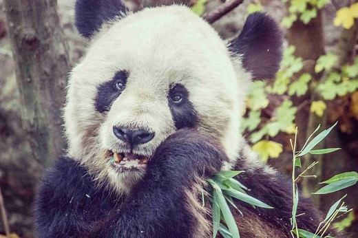 Why Are Giant Pandas Endangered? (Solved!) – BestofPanda