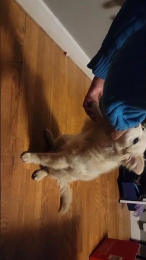 Luca Update: Mastering the “Give Me Paw” Command ✋🐶