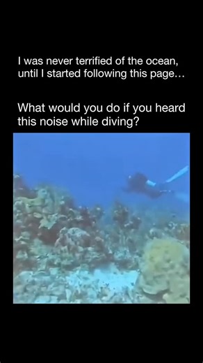 Terrifying Ocean on Instagram: "The sound heard in the video is known as sonar, short for Sound Navigation and Ranging, a technology used to detect and locate objects underwater. Ships and submarines rely on sonar to navigate safely, communicate, and track other vessels or obstacles hidden beneath the surface. While diving with Stuart Cove’s near the Pumpkin Patch in Nassau, divers were startled by a sudden high-pitched squeal—an unexpected reminder of how sound travels through the ocean. Sonar 