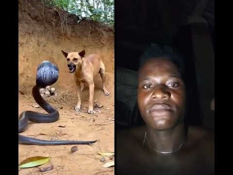 the caring mother #animals #cobra #snake #kingcobra #ggplotly #wildlife