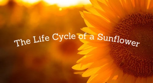 The Life Cycle of a Sunflower Plant Slideshow Presentation