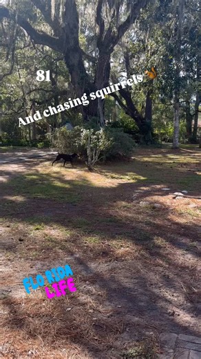 It’s lunchtime for me!! 😁 I’m outside with my dogs, Charlotte’s chasing a squirrel and it’s kinda warm today. #lovemylife #wfh #dogmom #dobermanmom | Heidi Halbe