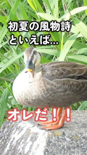 [Early Summer Tradition] The Secret of the Round Mallard Duck #shorts #wildbirds #birds #nature #...