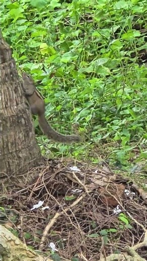 squirrel capture on home garden #naturelovers