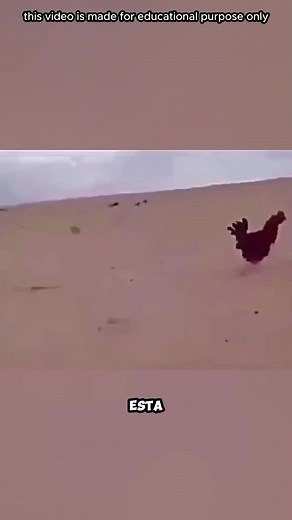 El Halcón Peregrino: El Ave Más Rápida Del Mundo