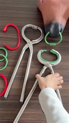 Professional Cattle Nose Ring Installation Tool | Farm Essential Equipment#CattleNoseRing #Livestock